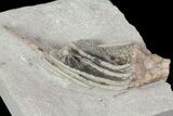 Macrocrinus Crinoid With Anal Tube - Indiana #68471-2